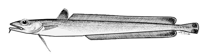 Molva dypterygia_bis
